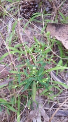 Euphorbia curtisii