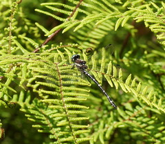 Gleichenia microphylla