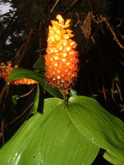 Elleanthus hymenophorus