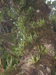 Stelis parvula