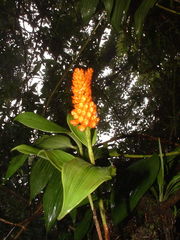 Elleanthus hymenophorus