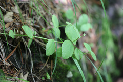 Hylotelephium ussuriense