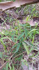 Euphorbia curtisii