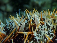 Gnathophylloides mineri