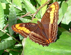 Adelpha tracta