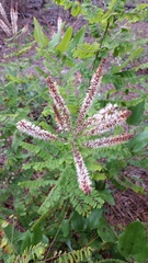 Amorpha herbacea