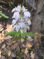 Collinsia tinctoria