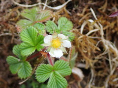 Fragaria hayatae