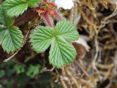 Fragaria hayatae