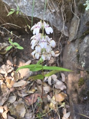 Collinsia tinctoria