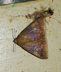 Ophisma