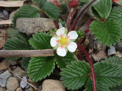 Fragaria hayatae