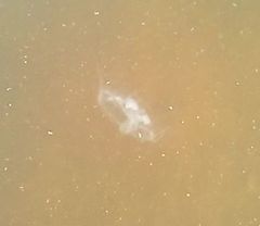 Craspedacusta sowerbii