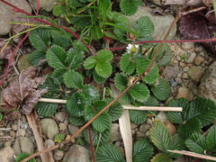 Fragaria hayatae