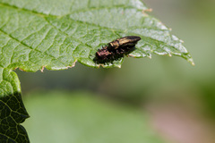 Agrilus ribesi