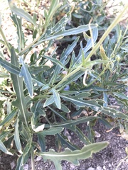 Diplotaxis tenuifolia