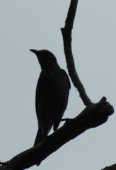 Sericulus chrysocephalus