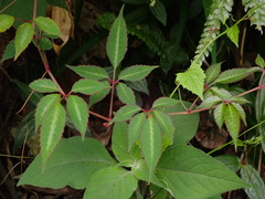 Pseudocayratia pengiana