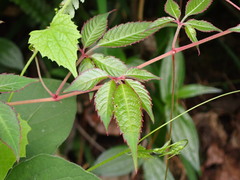 Pseudocayratia pengiana