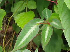 Pseudocayratia pengiana