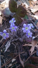 Hepatica
