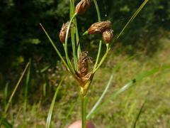 Bolboschoenus yagara
