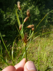 Bolboschoenus yagara