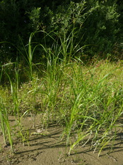 Bolboschoenus yagara