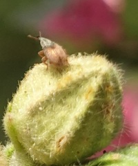 Malvapion malvae