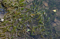 Elodea canadensis