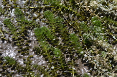Elodea canadensis