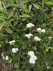 Androsace chamaejasme