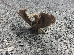 Apatelodes torrefacta