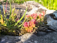 Sedum atratum