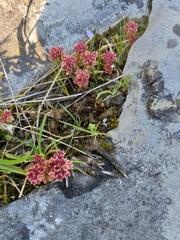 Sedum atratum