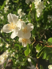 Philadelphus lewisii