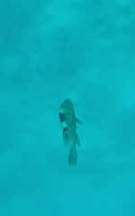 Epinephelus maculatus