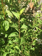 Philadelphus lewisii