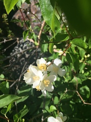 Philadelphus lewisii