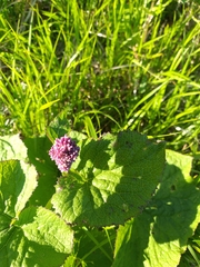 Adenostyles australis