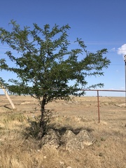 Gleditsia triacanthos