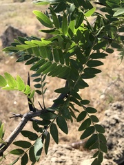 Gleditsia triacanthos