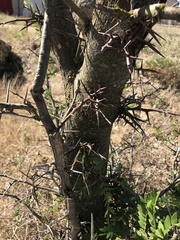 Gleditsia triacanthos