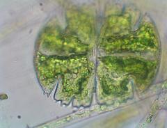 Micrasterias truncata