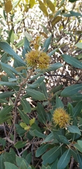 Chrysolepis sempervirens