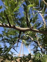 Gleditsia triacanthos