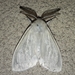 White Satin Moth - Photo (c) Shelly-Lee, some rights reserved (CC BY-NC), uploaded by Shelly-Lee