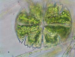 Micrasterias truncata