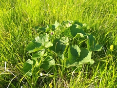 Adenostyles australis