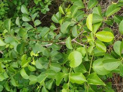 Celastrus paniculatus